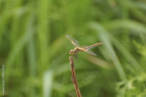 Dragonfly sits on a green plant. Insect, wild nature, animals, fauna, flora, plants, beauty, entomology, biology 