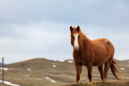 Fototapeta Naklejka Na Ścianę i Meble -  A wild horse stands proudly over the Montana plains