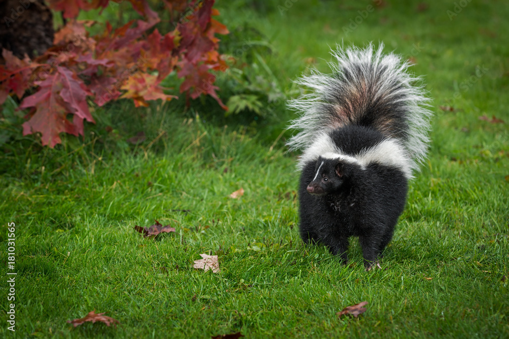 Striped Skunk (Mephitis mephitis) Stands Looking Left