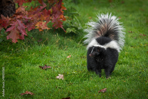Obraz na płótnie Striped Skunk (Mephitis mephitis) Stands Looking Left w salonie