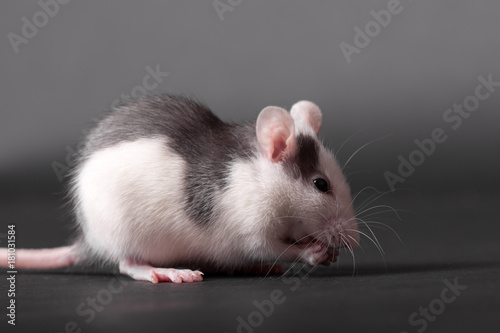 domestic baby rat closeup