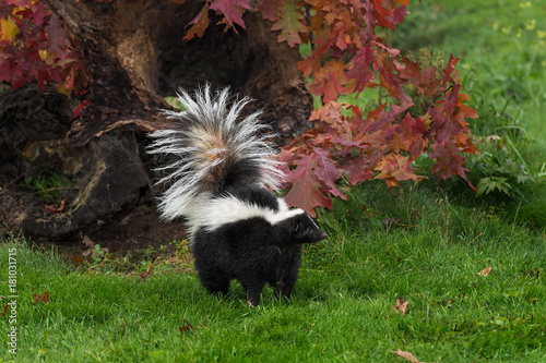 Striped Skunk (Mephitis mephitis) Tail Up By Fall Log