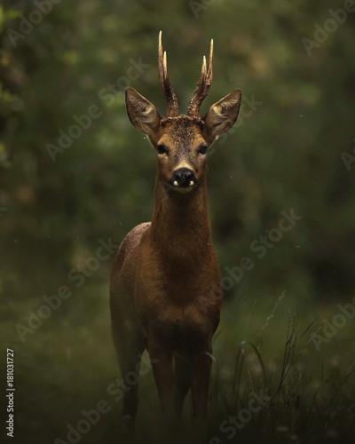 Fotografering Dark deer in the woods