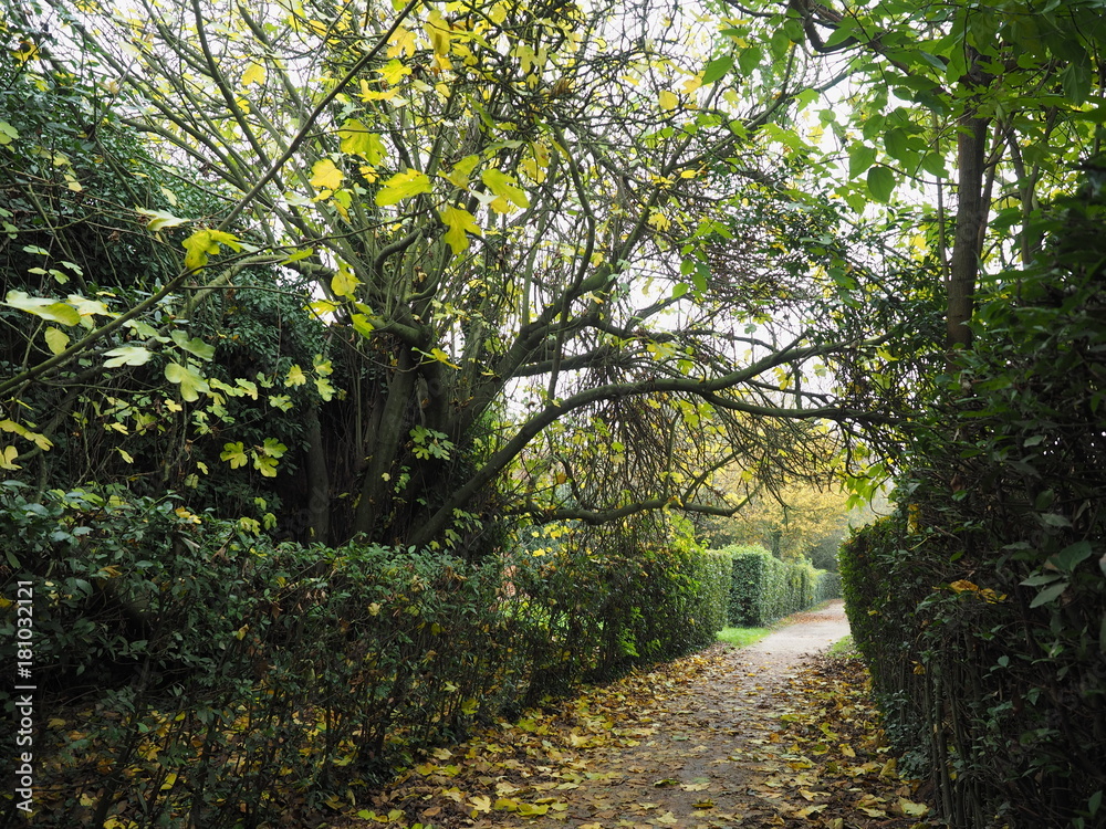 Fototapeta premium Autumn landscape, country road with trees and hedge.
