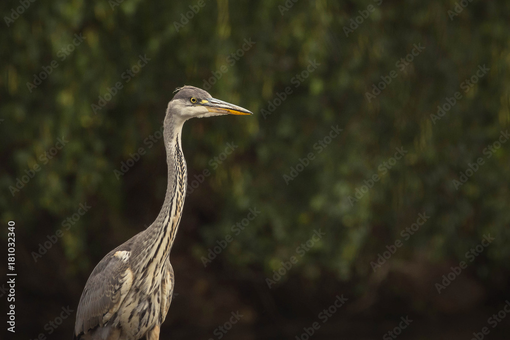 portrait of heron on a green background portrait of heron on a green background