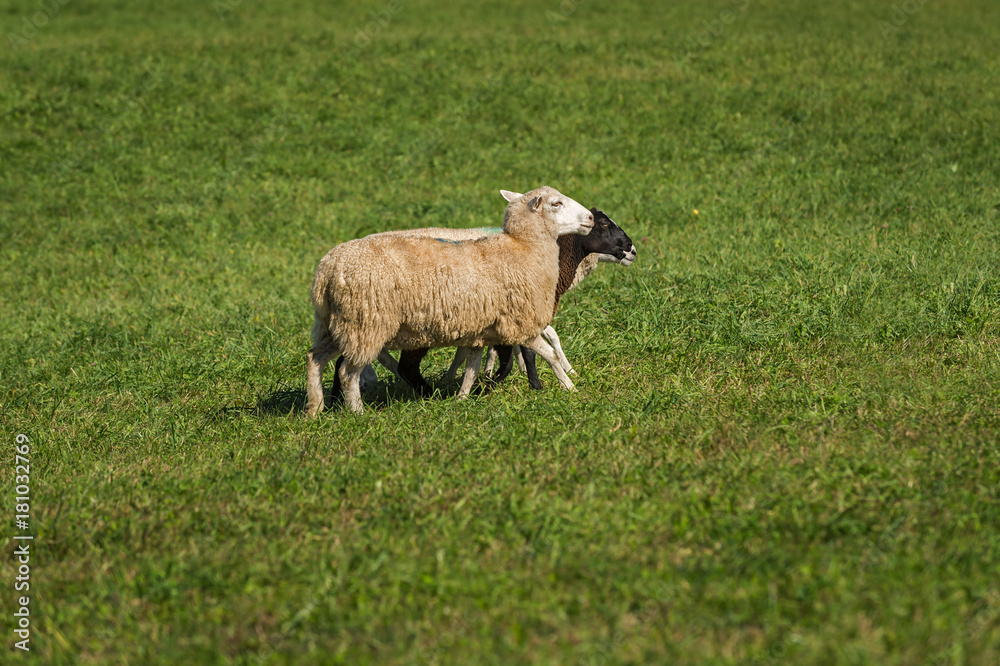 Three Sheep (Ovis aries) Walk Right Three Sheep (Ovis aries) Walk Right
