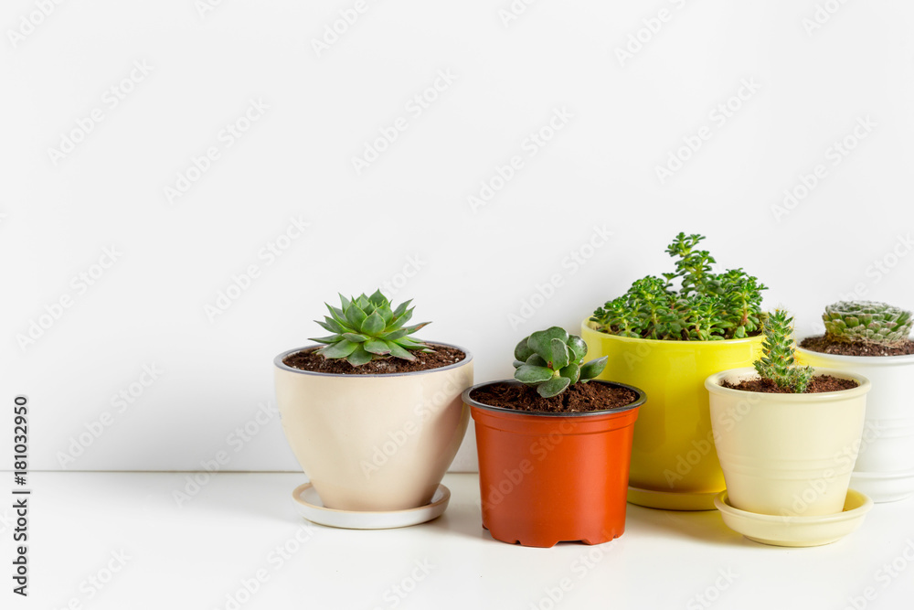 Variety of Succulents  in different  pots