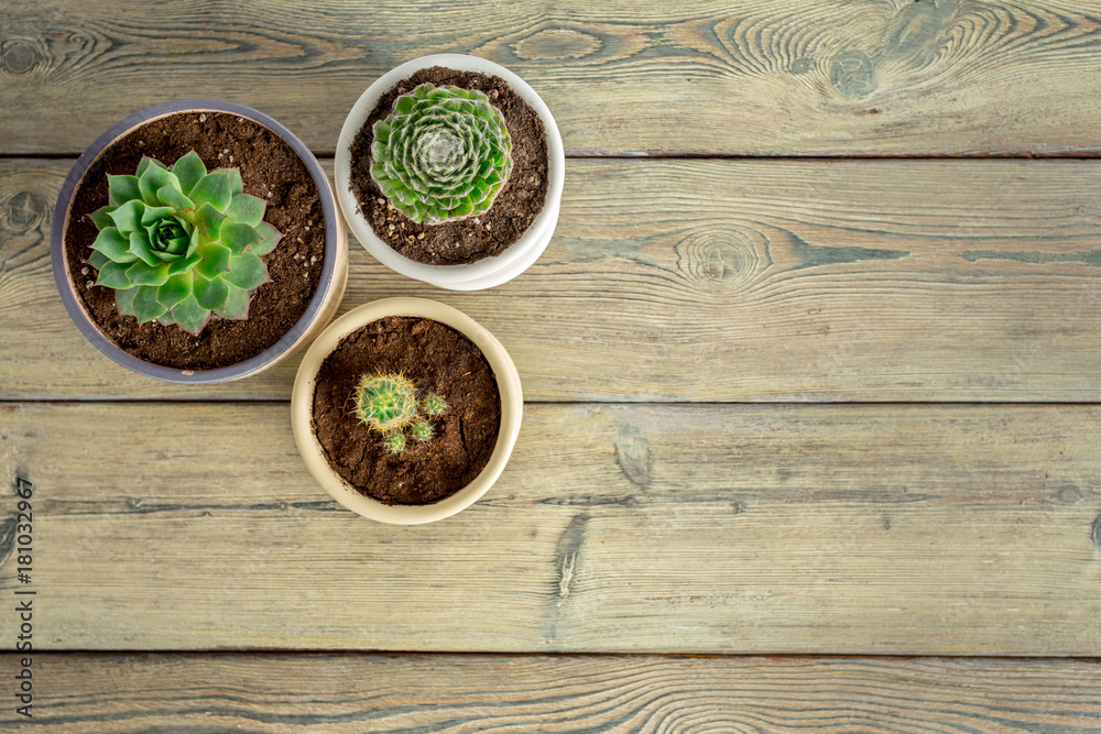 Succulent plants grouped on table Succulent plants grouped on table