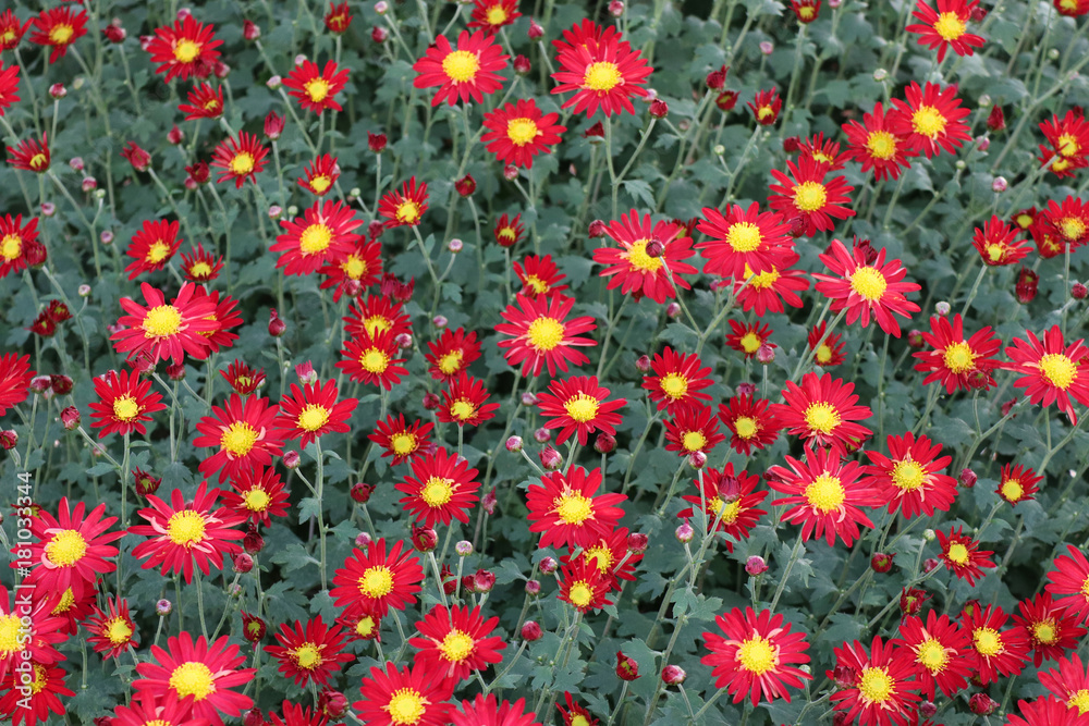 赤い小さな菊の花