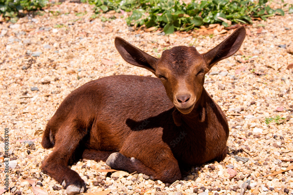Goat. Beautiful little brown goat. Farm animal.