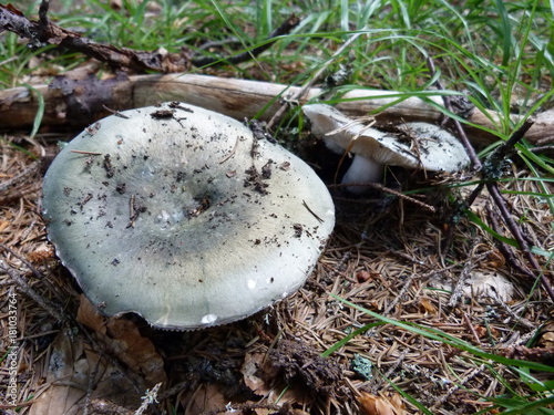 vegetation of mountain Carpathian forest - mushrooms.