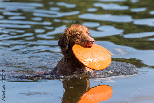 Dog wading with frisbee / Hund im Wasser mit Frisbee