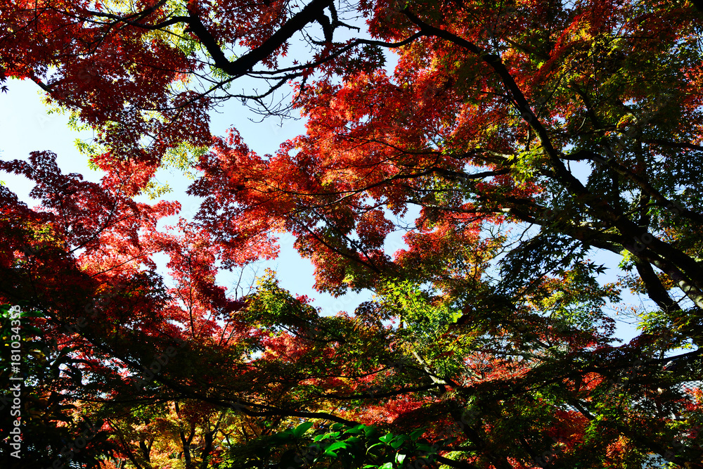 由布院の紅葉