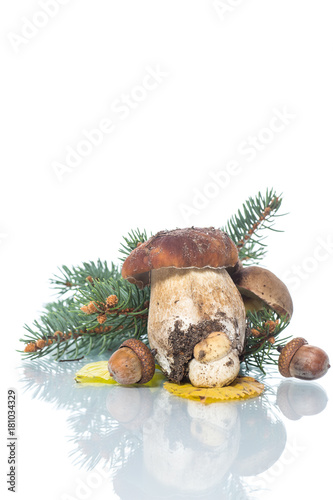 Mushroom Boletus isolated on White Background photo