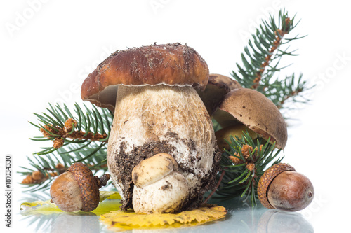 Mushroom Boletus isolated on White Background