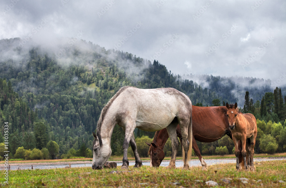 horse closeup of a walk in the meadow in the fog horse closeup of a walk in the meadow in the fog