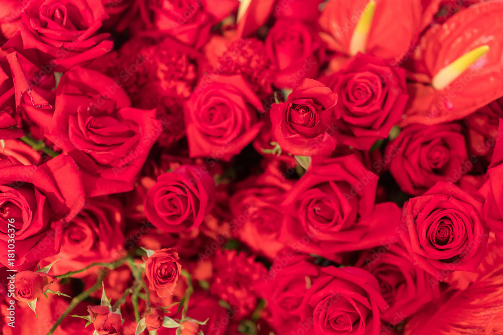 Beautiful natural red roses background Beautiful natural red roses background