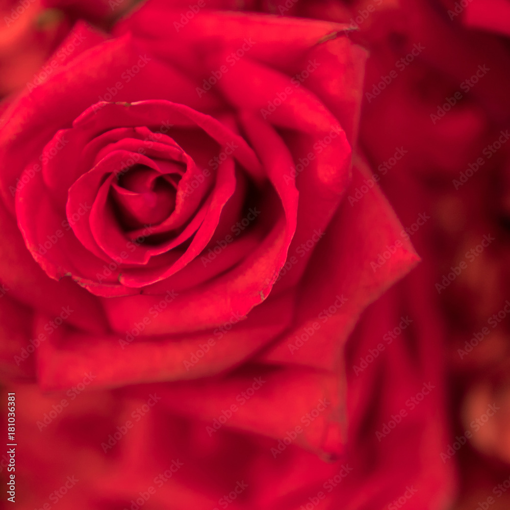 Beautiful natural red roses background Beautiful natural red roses background