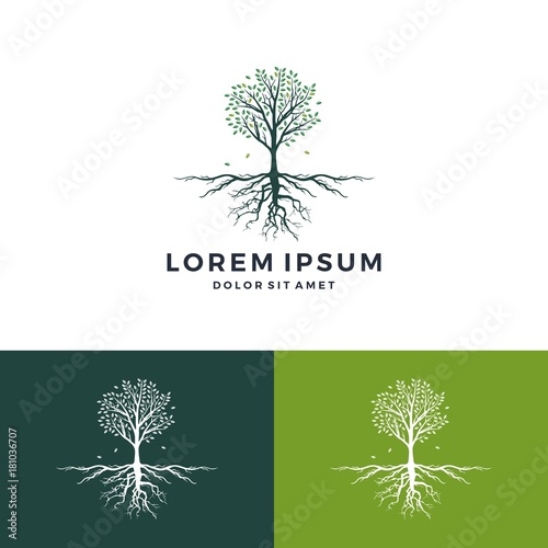 tree and root logo vector leaf