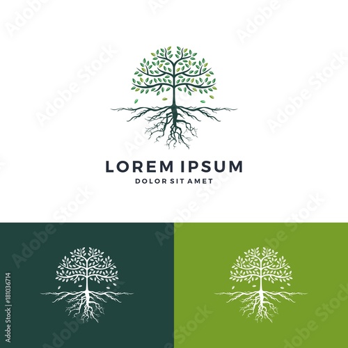 tree and root logo vector leaf