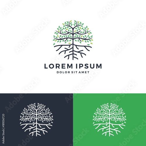 tree and root logo