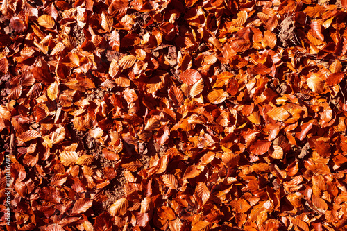 Red and Orange Autumn Leaves Background