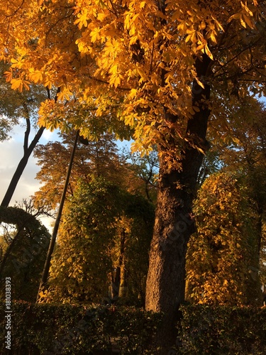 autumn, park, nature, tree, trees, leaves, landscape, yellow, foliage, season, october