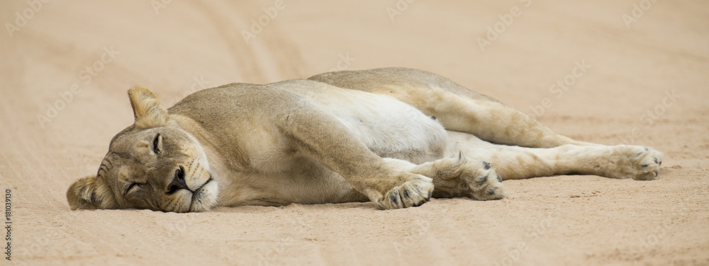 Fototapeta premium Close-up of a lioness lying down to sleep on soft Kalahari sand
