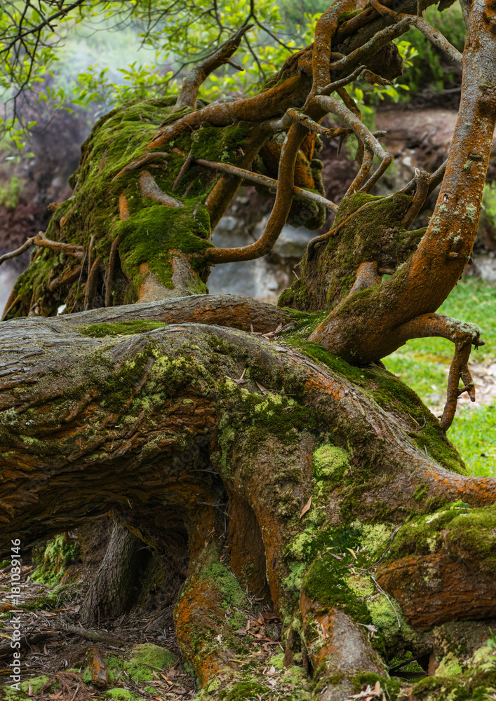log of an old tree covered with moss and lichens on sao miguel azores log of an old tree covered with moss and lichens on sao miguel azores