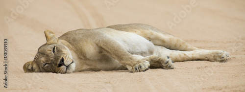 Photography Close-up of a lioness lying down to sleep on soft Kalahari sand