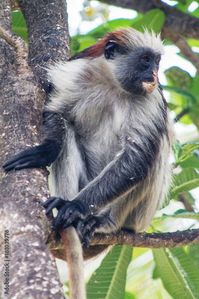 Fototapeta premium редкая занзибарская обезьяна красный колобус сидит на ветке