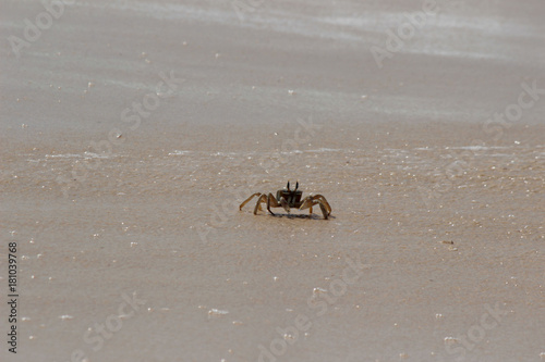 Krabbe am Strand