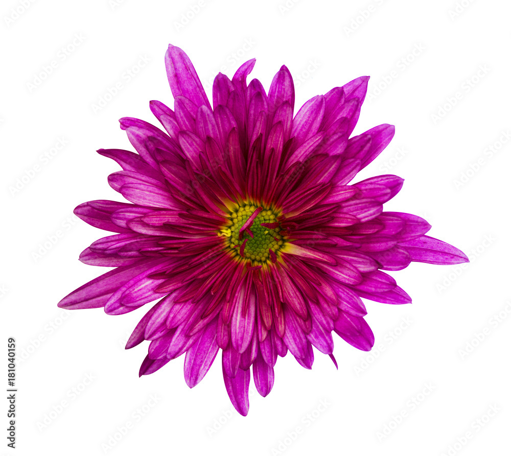 Fototapeta premium Beautiful pink dahlia Dahlia. Dahlias isolated on white background