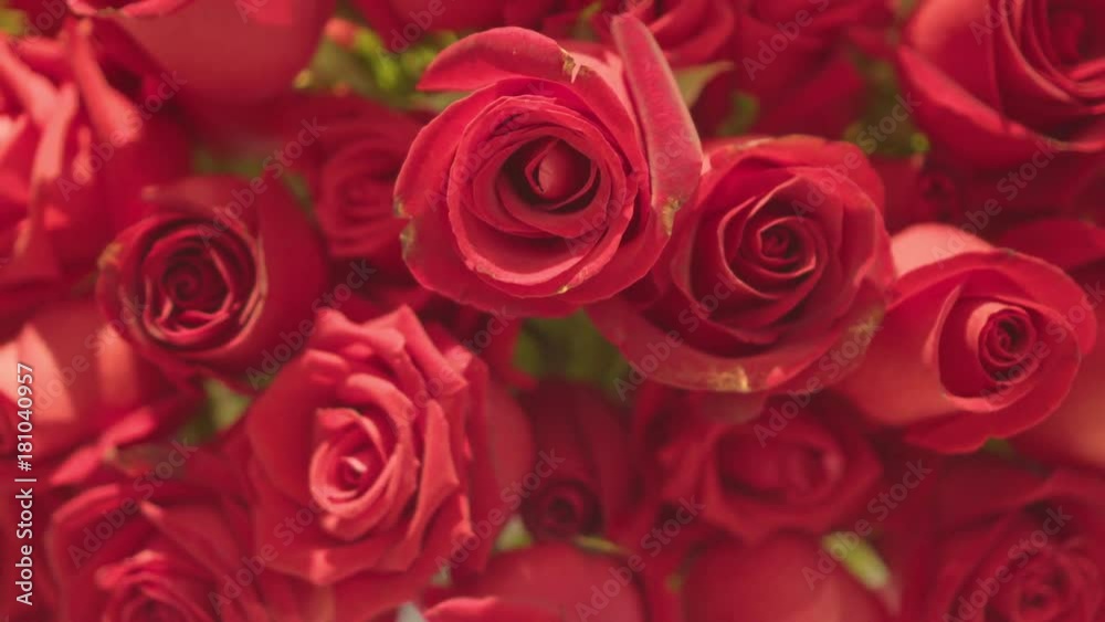 Beautiful natural red roses background 