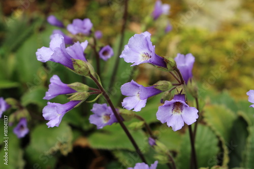 Fototapeta Naklejka Na Ścianę i Meble -  Purple 