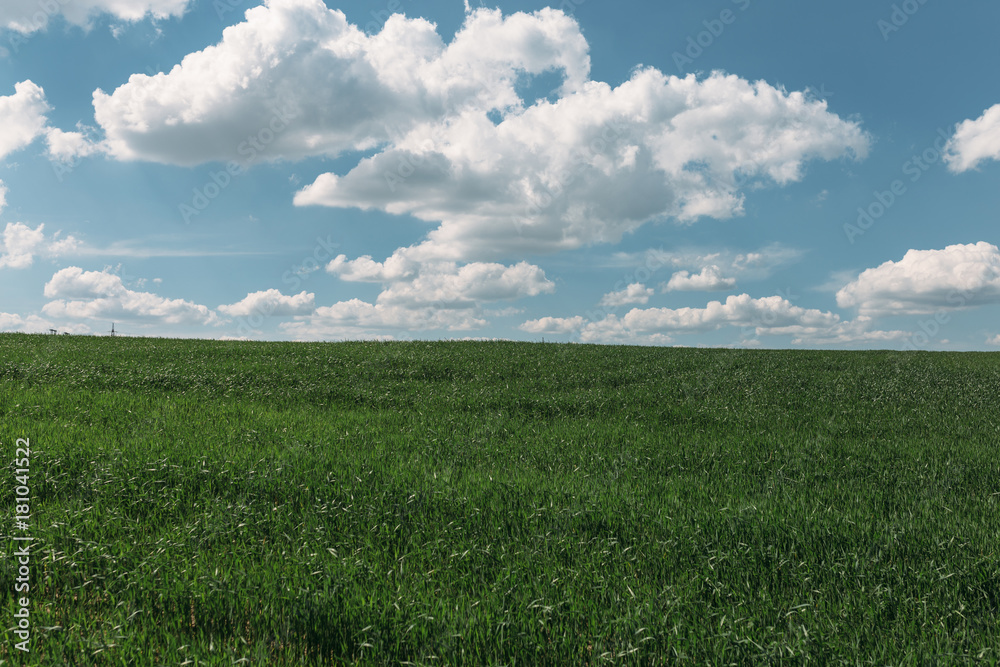 Image of green grass field and bright blue sky Image of green grass field and bright blue sky