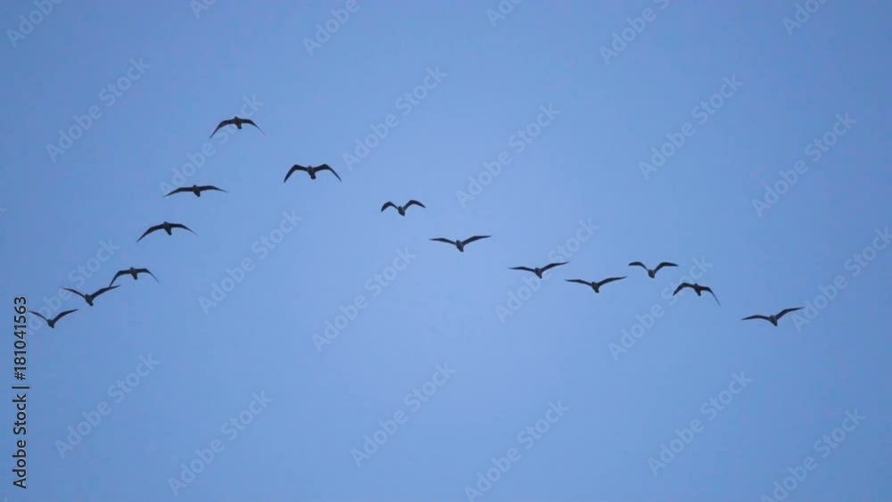 Follow leaders: Flock of  seagull flying in an imperfect V formation. Slow motion.  Birds gull flying in formation, Blue sky background. Migrating Greater birds flying in Formation