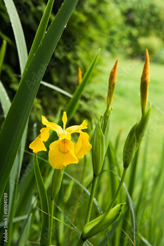 Fototapeta Naklejka Na Ścianę i Meble -  flower yellow iris wild