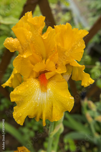 Fototapeta Naklejka Na Ścianę i Meble -  flower yellow iris varietal