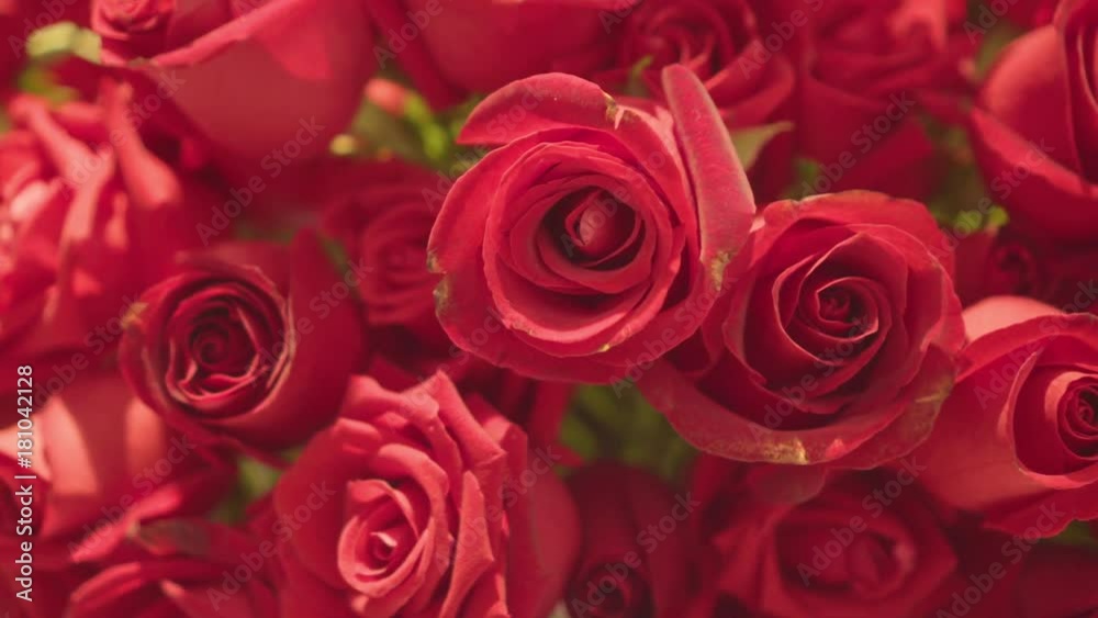 Beautiful natural red roses background 