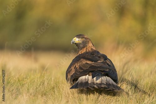 Golden Eagle_0000008993806_8