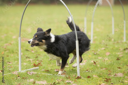 Dog, Border Collie, running in hooper competition