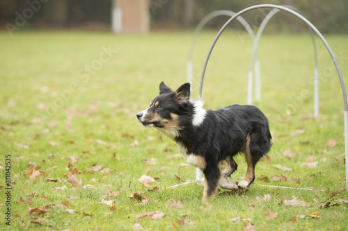 Dog, Border Collie, running in hooper competition