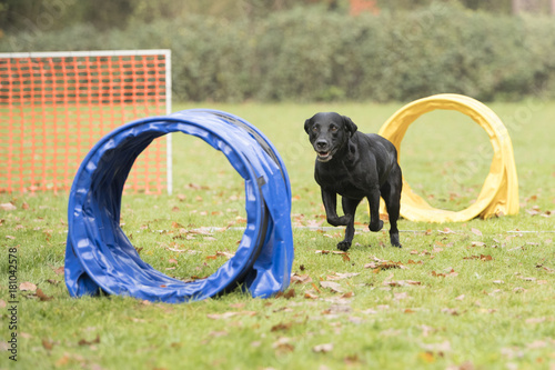 Dog, Labrador Retriever, running in agility competition