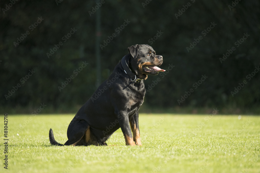 Dog, Rottweiler, sitting on grass Dog, Rottweiler, sitting on grass