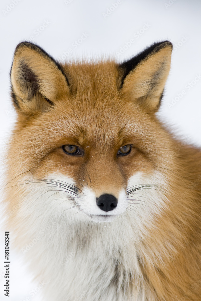 Red Fox, Vulpes vulpes,close up portrait of head,late winter in Norway,portrait format Red Fox, Vulpes vulpes,close up portrait of head,late winter in Norway,portrait format