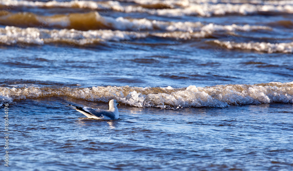 Obraz premium Seagull floating in the surf