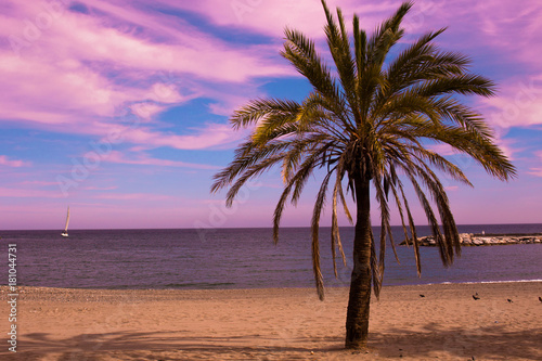 Palm tree. Beautiful sunset view. Mediterranean sea and yacht. Puerto Banus  Marbella city  Costa del Sol  Andalusia  Spain.