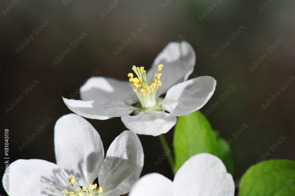 étamines fleur de pommier étamines fleur de pommier