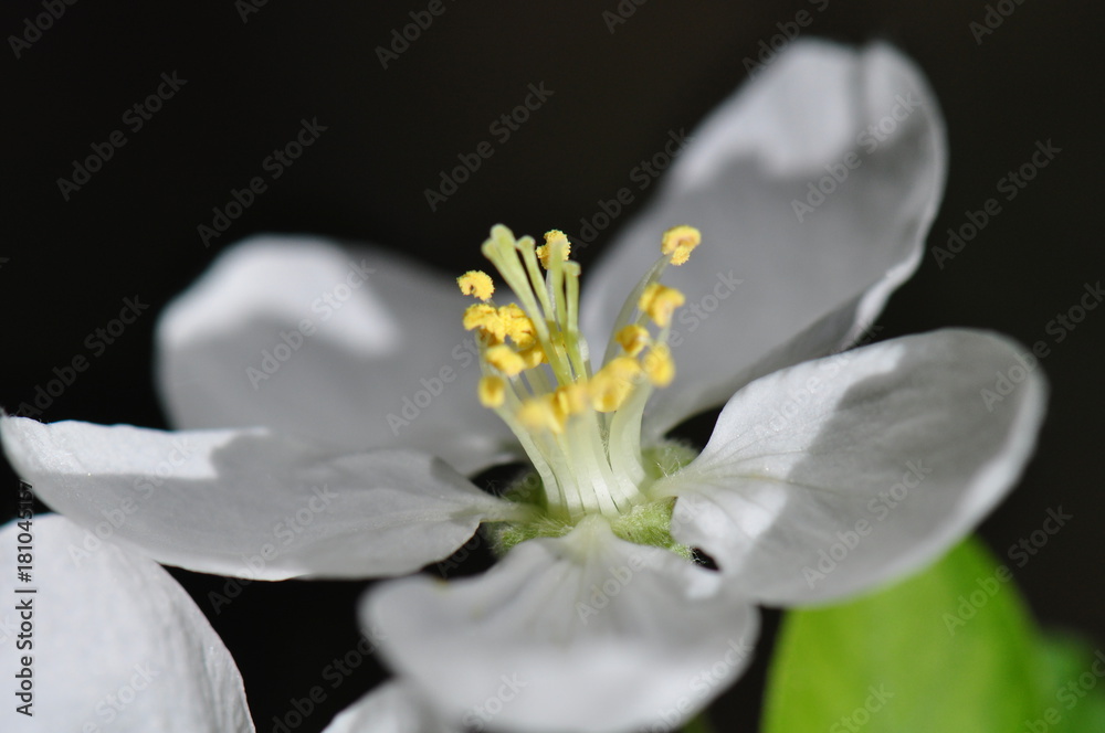 Obraz premium fleur de pommier